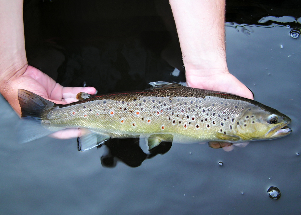 Beautiful evening brownie posing in my hands for a photo. Try to manipulate fish as much as possible in the water. Absolutely eliminate fish contact with dry ground, etc. Fish are much more prone to damage in the summer, so be gentle as possible!