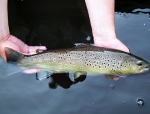 Beautiful evening brownie posing in my hands for a photo. Try to manipulate fish as much as possible in the water. Absolutely eliminate fish contact with dry ground, etc. Fish are much more prone to damage in the summer, so be gentle as possible!