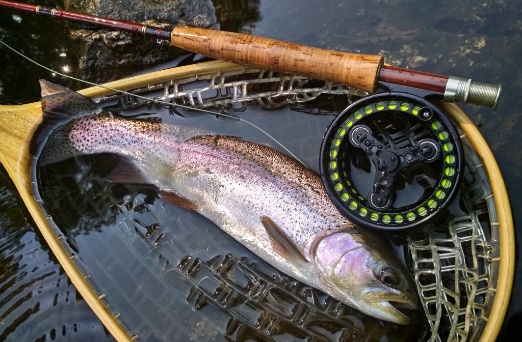 A beautiful example of a domesticated rainbow trout catched on wet Bibio among water grass. Not every fish are catched and killed after stocking. Fish when survive first year in the water are more experienced, vigilant and more difficult to catch.