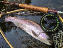 A beautiful example of a domesticated rainbow trout catched on wet Bibio among water grass. Not every fish are catched and killed after stocking. Fish when survive first year in the water are more experienced, vigilant and more difficult to catch.
