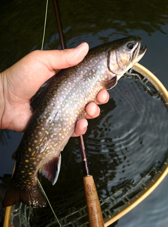 Smaller brook trout replaces its size with color. This fish was caught in the early evening on a dry fly caddis. Dry fly fishing on still water is an excellent method for evening time, when insects hatch and fish go out of safe depth to catch their food.