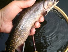 Smaller brook trout replaces its size with color. This fish was caught in the early evening on a dry fly caddis. Dry fly fishing on still water is an excellent method for evening time, when insects hatch and fish go out of safe depth to catch their food.