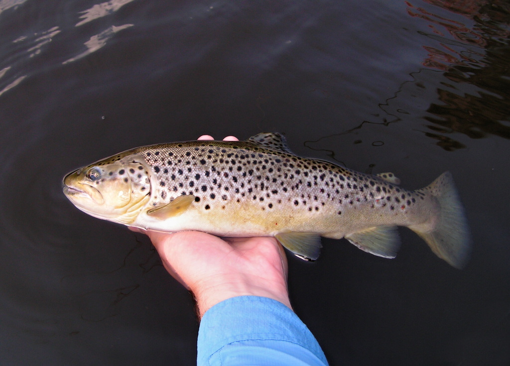 A pretty massively built brown trout with a large straight tail and a minimum of red spots. It seems that the transformation into the lake form is in full swing! Whether this is the case is a question, anyway, such a fish deserves freedom!