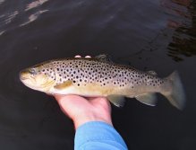 A pretty massively built brown trout with a large straight tail and a minimum of red spots. It seems that the transformation into the lake form is in full swing! Whether this is the case is a question, anyway, such a fish deserves freedom!