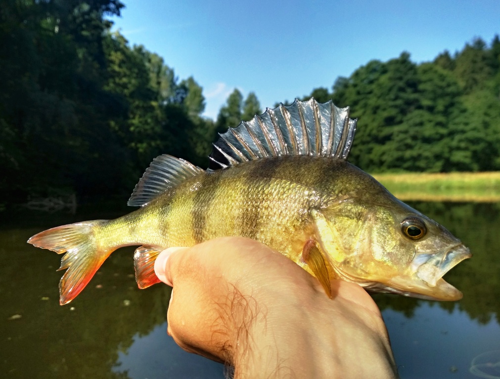 The natural part of trout standing waters in the Czech Republic is the abundant occurrence of perch, which often reach nice sizes. In days with poor trout activity, hungry perch can be a full fishing substitute!