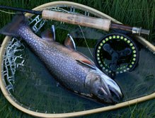 Evening brook caught on a black wet fly near the shore in a forest lake. Summer evenings are magical on still water. Don't cast unnecessarily far. Wait for the time when the fish will become active and the all-day "zero" will be forgotten at the moment.