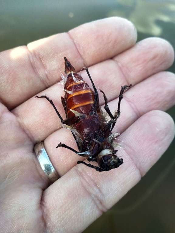 It is always important to notice the surroundings and what type of food the aquatic environment offers to fish. If any type of insect prevails - midges, damsels, caddisflies, ephemera etc. try to get closer to reality! But not in this case! ;-)