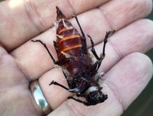 It is always important to notice the surroundings and what type of food the aquatic environment offers to fish. If any type of insect prevails - midges, damsels, caddisflies, ephemera etc. try to get closer to reality! But not in this case! ;-)