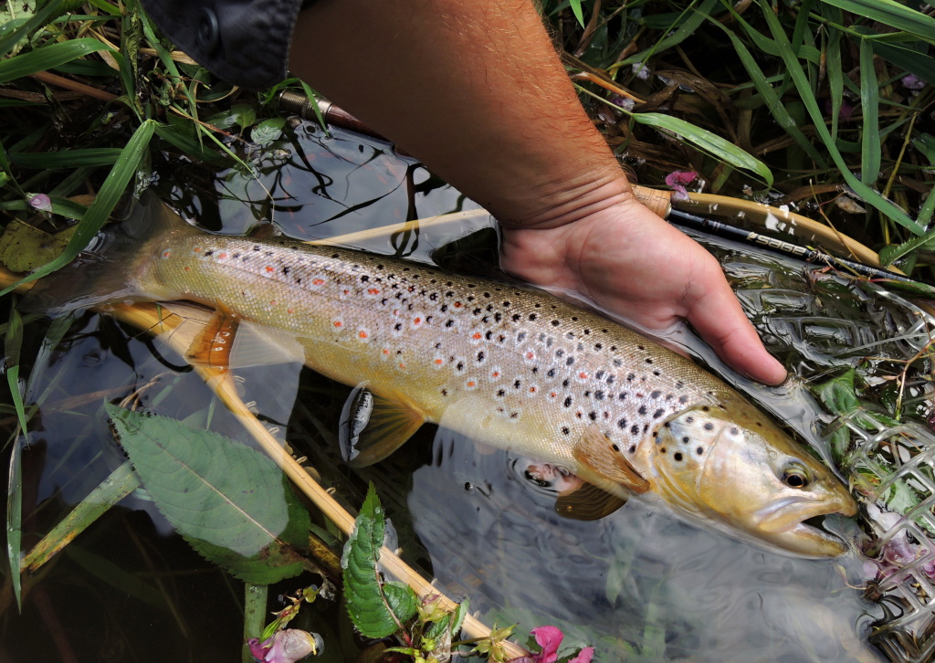 Another beautiful specimen of native brownie over 50 cm. Of course, if you want to catch a big fish, you have to go against success in all respects, but the most important parameter is the time you spend on the water and time of your fly in the water!