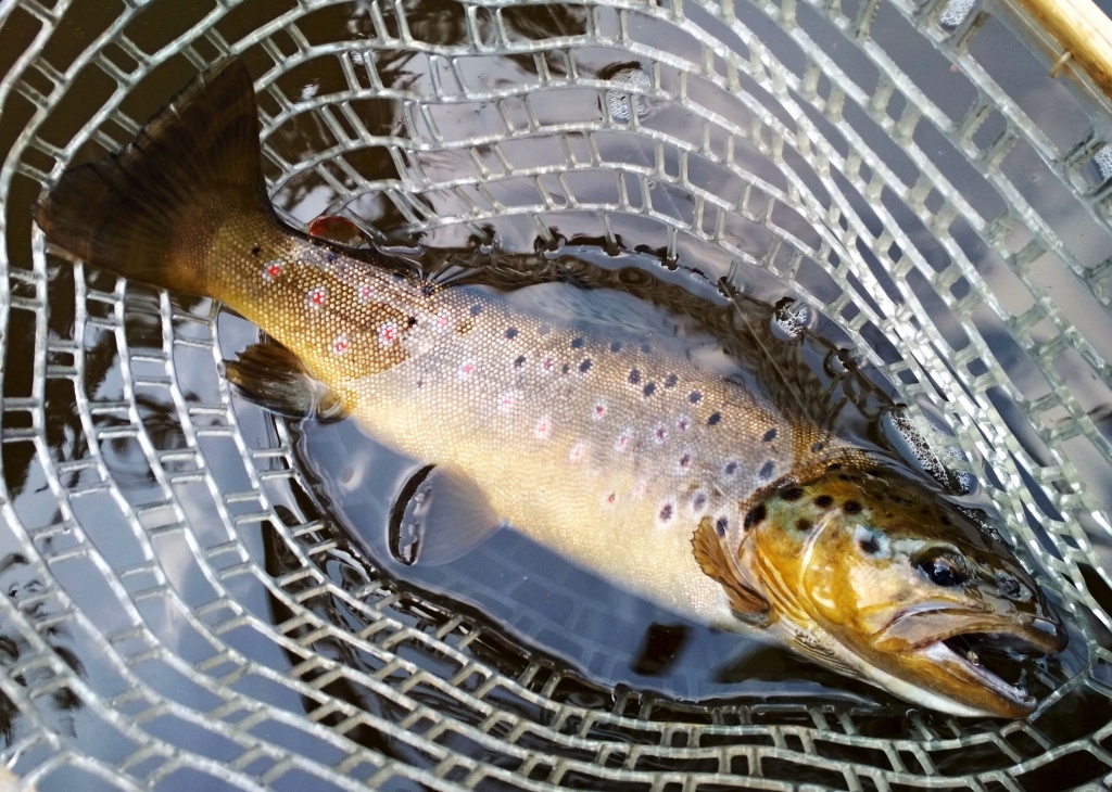 This is evidenced by this beautifully native brownie about 45 cm caught on my favorite and very simple AR Skinny Fry Streamer imitating a thin fry of coarse fish. This fish was aggressively hunting and I was in the right place at the right time!