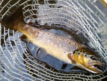 This is evidenced by this beautifully native brownie about 45 cm caught on my favorite and very simple AR Skinny Fry Streamer imitating a thin fry of coarse fish. This fish was aggressively hunting and I was in the right place at the right time!
