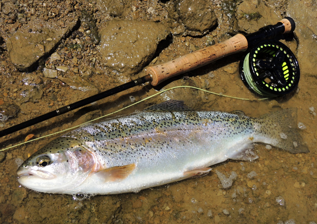 This nice rainbow from the place described in the previous picture is evidence. In this case, it is necessary to retrieve our flies really slowly - basically just keep in touch with them. Fish go through these places and our flies will find it!