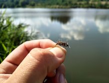 Suitable flies are thin epoxy buzzers, unspecified patterns of PTN or Hares Ears as can be seen in this photo. Fish often pass under the banks and try such a bite at least, compared to eg actively retrieve lures, etc.