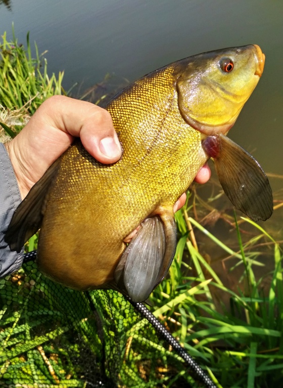 Happy or desperate in this case?! In these harsh conditions, when you finally get a strike and at the end of the line is a nice "rainbow", everything suddenly turns and you eventually take the tench, carp, or just another fish species than you want!