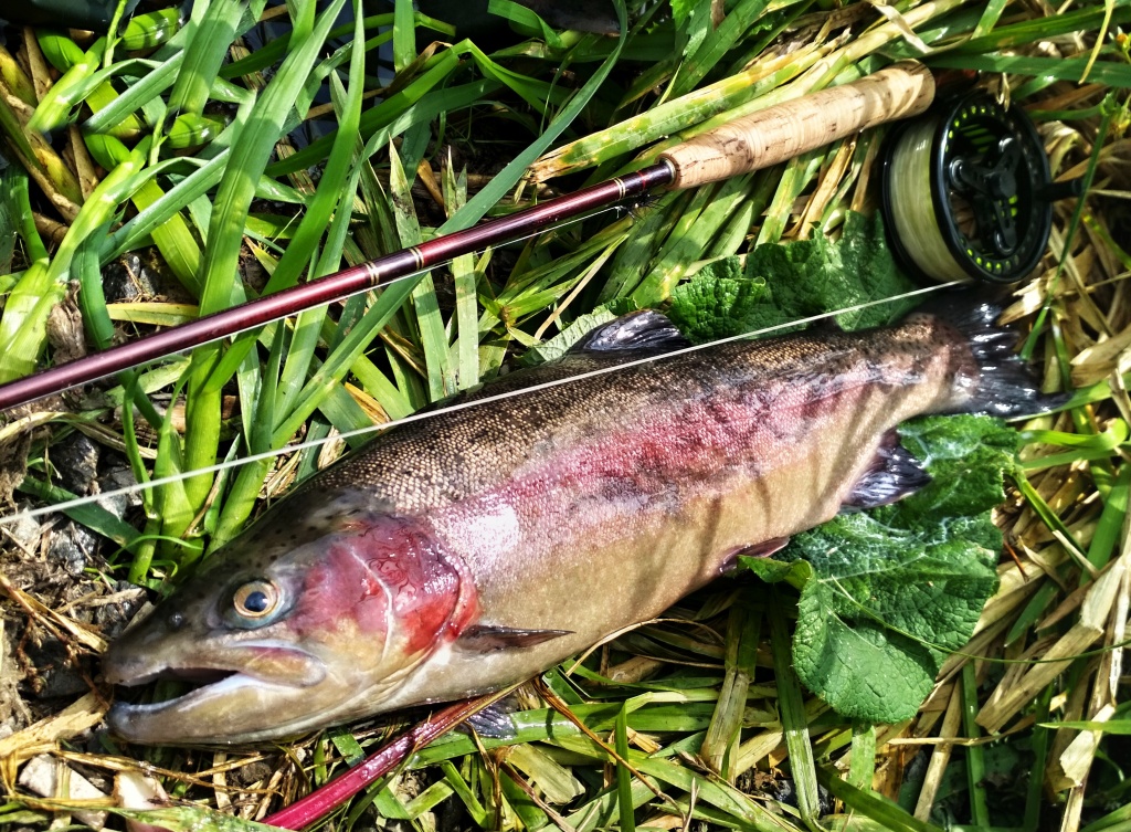Finally! This nice male couldn't resist a small dark nymph near the shore. Such a fish is a huge satisfaction and redemption from the hot, sunny hours without a proper fish strike! Fortune favors the prepared, but also the persistent!