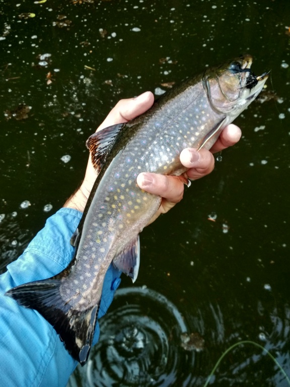Beautiful summer brook trout with a perfect tail could not resist big black Wolly Bugger. With this fly I like to fish in overgrown places under the shores and overhanging branches where fish are hiding from sharp sunlight or hunting for small fish.