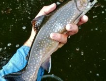 Beautiful summer brook trout with a perfect tail could not resist big black Wolly Bugger. With this fly I like to fish in overgrown places under the shores and overhanging branches where fish are hiding from sharp sunlight or hunting for small fish.