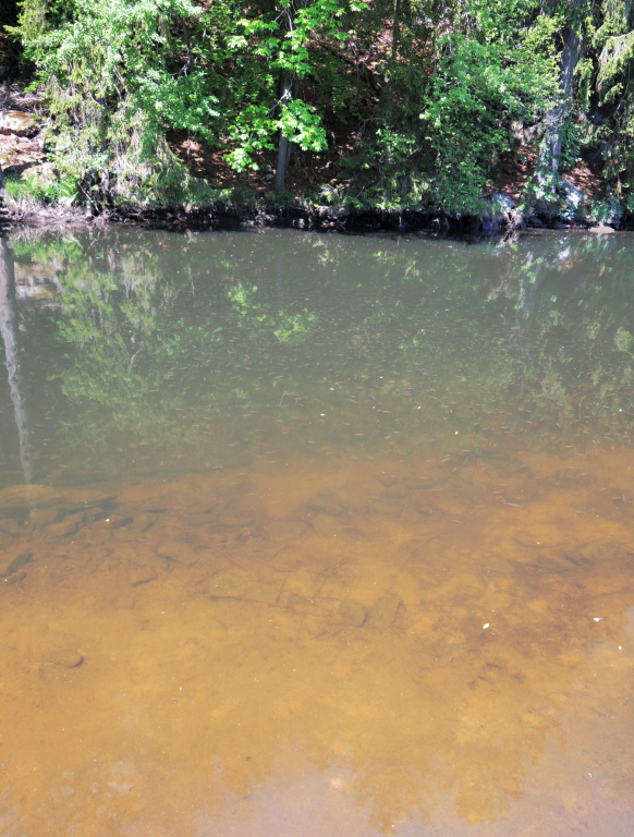 An ideal place to fish. Crossing the shallow into the darker depths, where a large number of small fishes stand. Most trout rides in the shade under the shore and go hunting in these flocks. Eventually very often there are also nice perch!