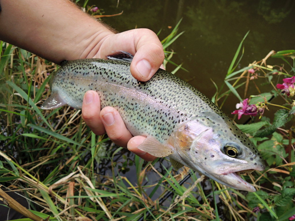 An example of this is this beautifully spotted rainbow that I just caught on the spot from the previous photo. This fish watched my AR Mylar Body Zonker Streamer almost to the tip of the rod, where it finally decided to fatal attack.