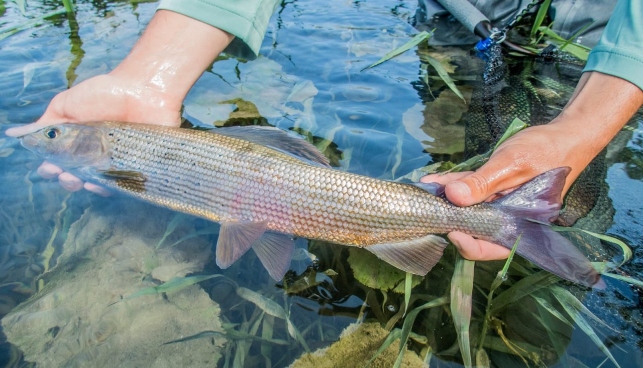 Fly Fishing in Austrian and Bavarian Waters