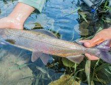 Fly Fishing in Austrian and Bavarian Waters