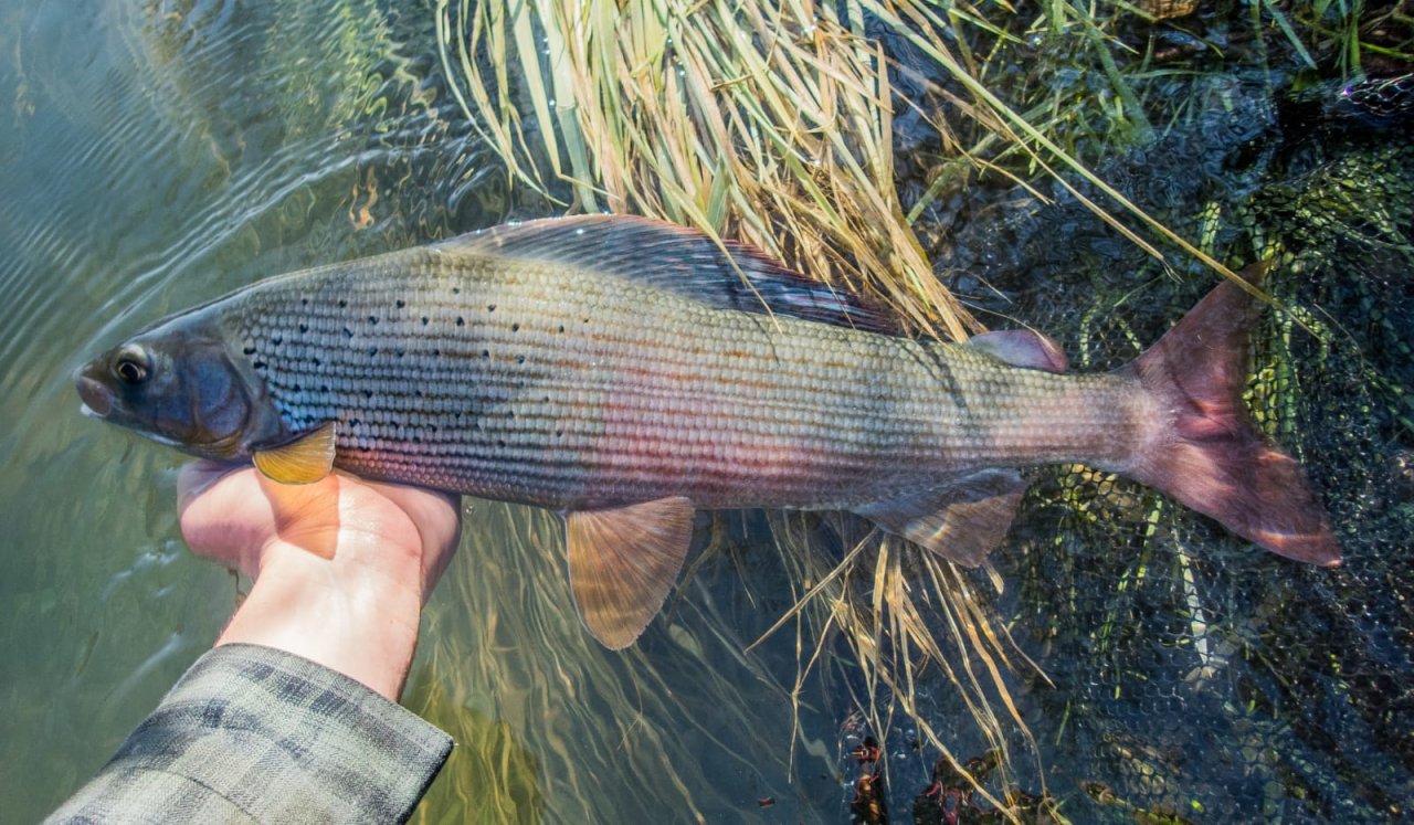 Fly Fishing in Austrian and Bavarian Waters