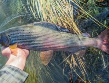 Fly Fishing in Austrian and Bavarian Waters