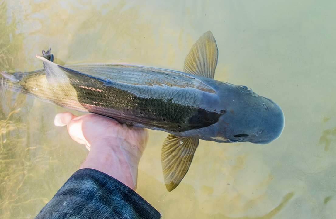 Fly Fishing in Austrian and Bavarian Waters