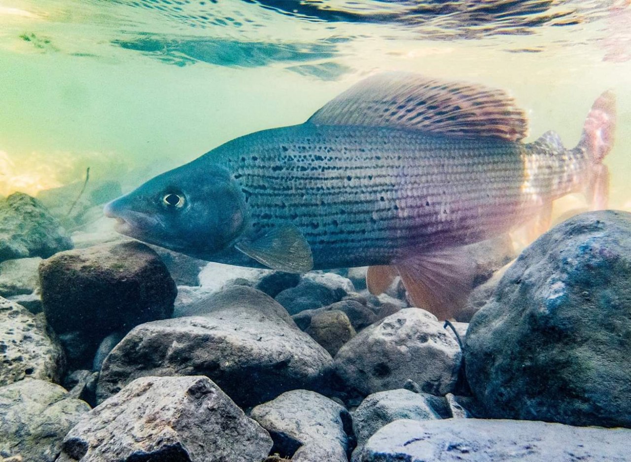 Fly Fishing in Austrian and Bavarian Waters