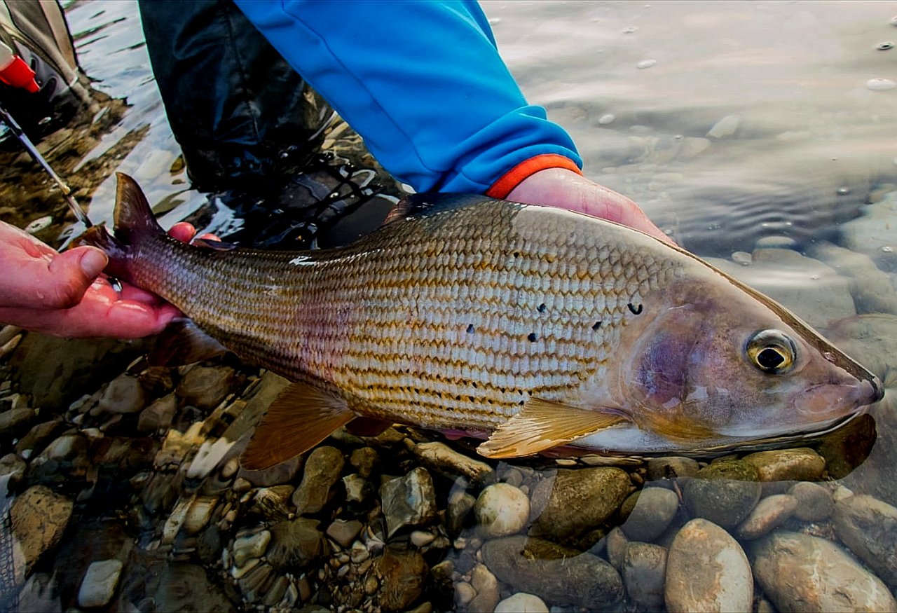 Fly Fishing in Austrian and Bavarian Waters
