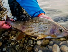 Fly Fishing in Austrian and Bavarian Waters