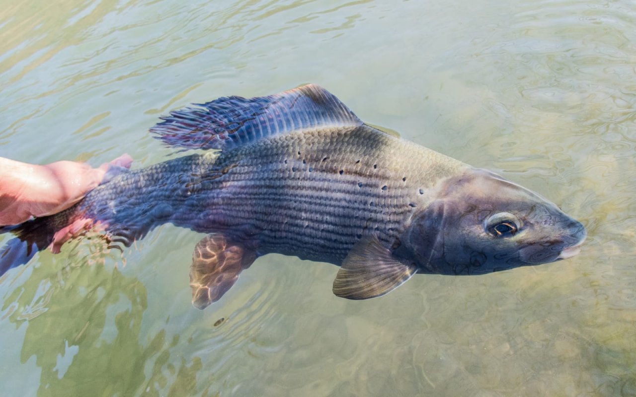 Fly Fishing in Austrian and Bavarian Waters