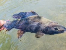 Fly Fishing in Austrian and Bavarian Waters