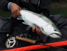 Big lake fry feeding rainbow and his prey - Variant of AR UV Flash Fish - my favorite and very universal concept of fish fry streamer! See you at another fly fishing gallery or article! Tight Lines, Aleš ;-)