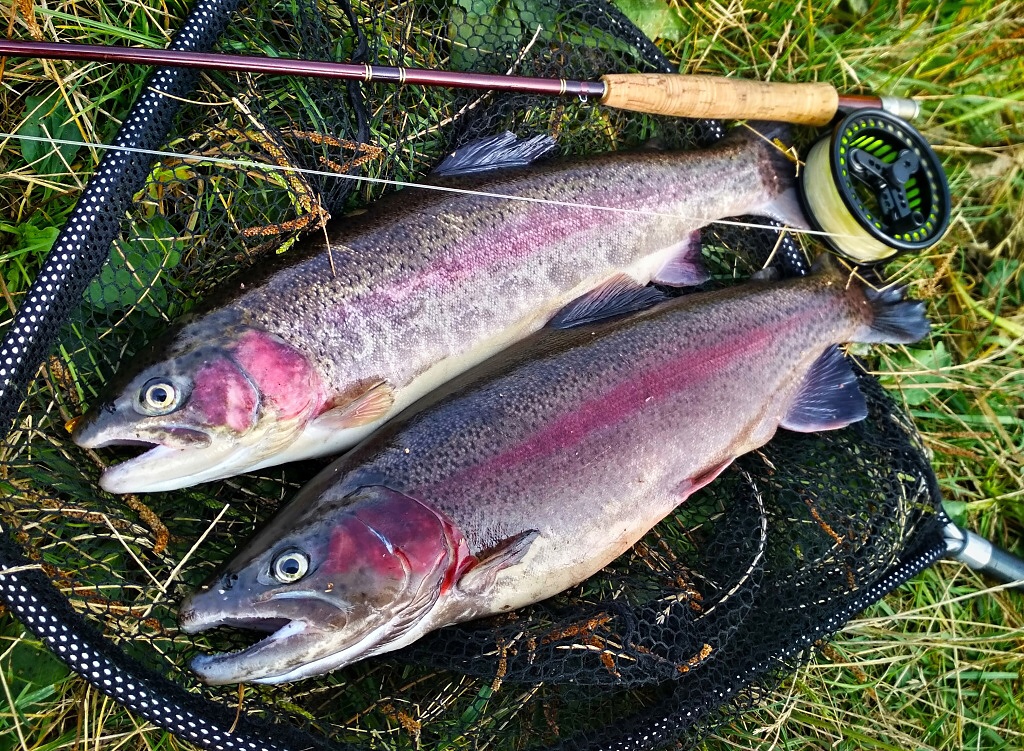 Nice catch of two colored rainbow from sunny September day! Thanks to quality stocking, you can catch really nice fish which you can keep with your daily licence! This factor increases the attractiveness of small waters for a large number of fishermen.