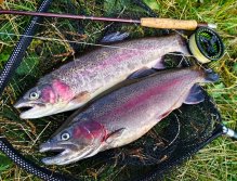 Nice catch of two colored rainbow from sunny September day! Thanks to quality stocking, you can catch really nice fish which you can keep with your daily licence! This factor increases the attractiveness of small waters for a large number of fishermen.