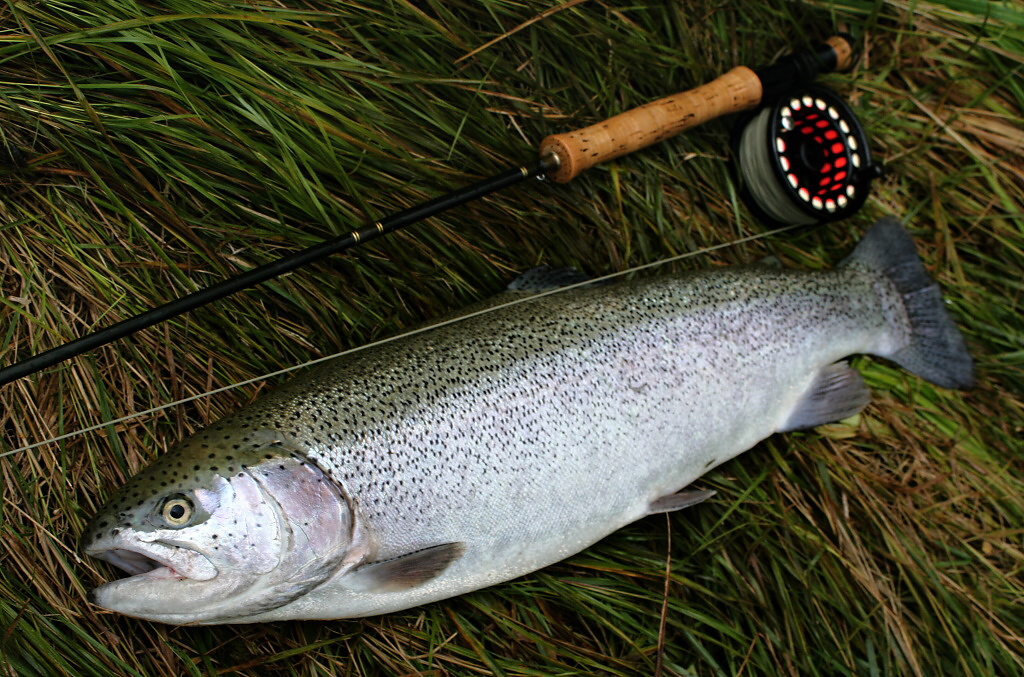 Just like this 70 cm rainbow trout that couldn't resist the AR Peacock Head Viva Special, slowly retrieved on the Hover subsurface fly line, which is my favorite and very versatile fly line for fishing on trout still waters!