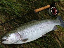 Just like this 70 cm rainbow trout that couldn't resist the AR Peacock Head Viva Special, slowly retrieved on the Hover subsurface fly line, which is my favorite and very versatile fly line for fishing on trout still waters!