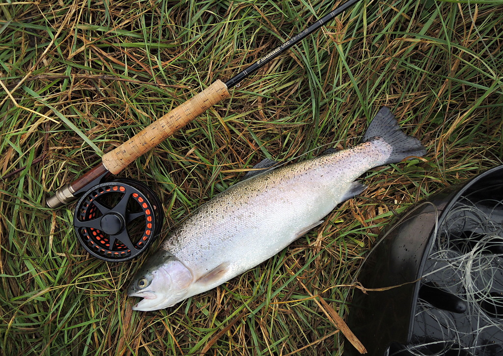 This nice symmetrical rainbow does not belong to the sort of freshly stocked confused fish and took my favorite wet pattern AR Black & White Bit! The main task of the hunter fulfilled - a nice fish for the evening table! 5wt rod + Hover fly line = My TOP!