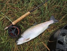 This nice symmetrical rainbow does not belong to the sort of freshly stocked confused fish and took my favorite wet pattern AR Black & White Bit! The main task of the hunter fulfilled - a nice fish for the evening table! 5wt rod + Hover fly line = My TOP!