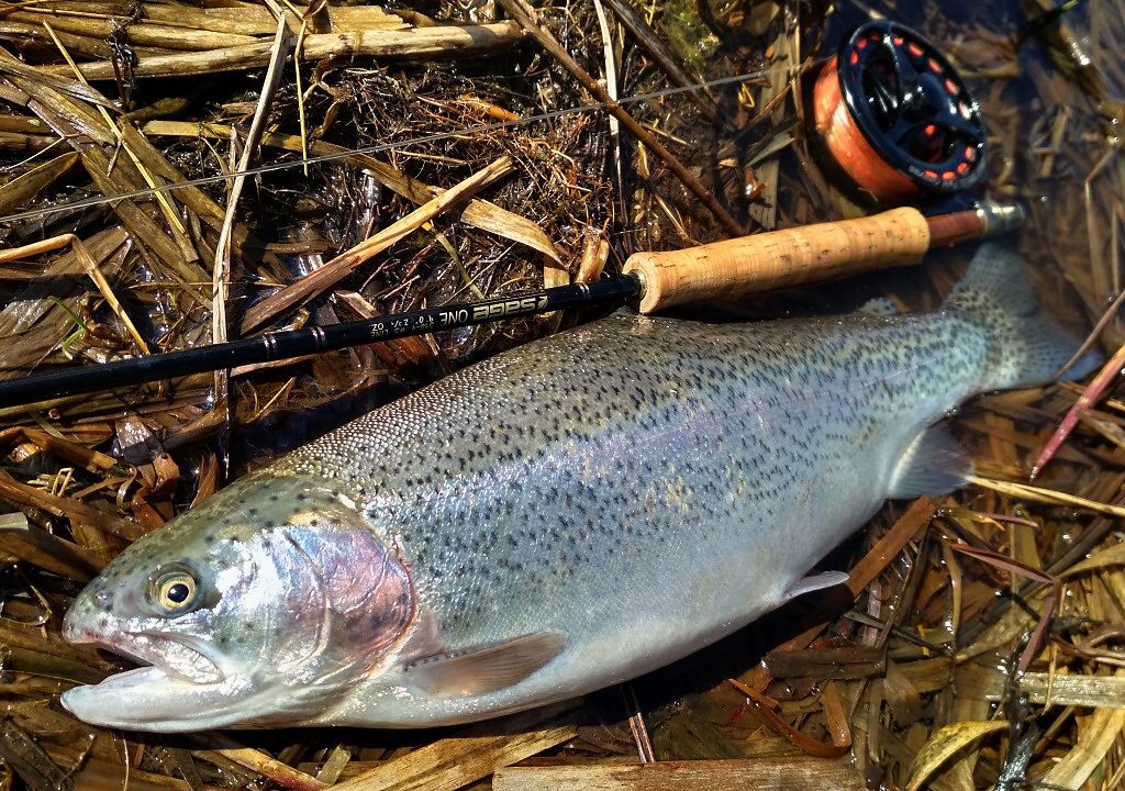 Nice silver rainbow about 50 cm in great condition, which could not resist the excellent fly pattern AR Diablo Bach, which I like to fish in the colder spring days and autumn months. It is rather a fantastic nymph/small lure and rainbow trout love it!