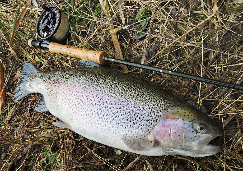 That's right! As I said in this gallery, in the early evening hours larger fish begin to pass through shallower water near the shores. If you are quieter enough, cautious and fishing with natural patterns, there is a good chance for a nice end of the day.