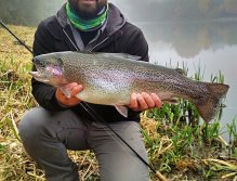 Large and chubby autumn rainbow trout caught on a smaller and distinctive pattern of an AR Bushy Seal Soldier wet fly, which I like to tie as a dropper fly when fishing with nymphs or wet flies on a floating or Hover fly line!