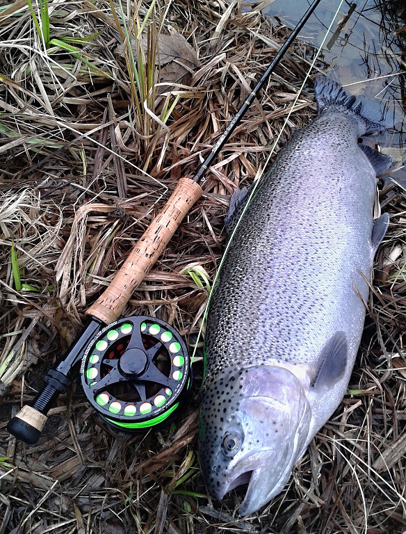 A nice winter rainbow caught on a slowly retrieved AR Peacock Head Viva Special. In the colder season, the fish are very moody, but if you hit the "fish menu" in the short feeding windows, you have chance for a nice winter catch!