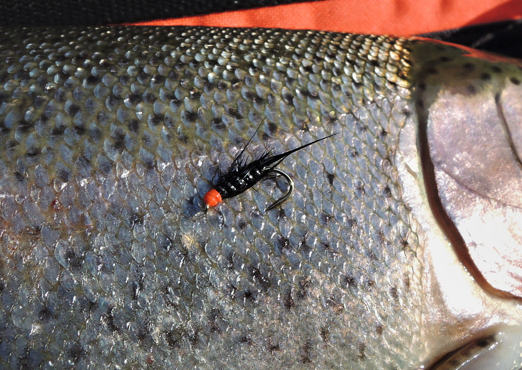 AR Diablo Bach and his rainbow victim! In the spring months I like to fish mainly with an intermediate line and fantastic flies, such as similar types of nymphs or smaller lures. There is not much natural food in the water, so fish need to be irritated.