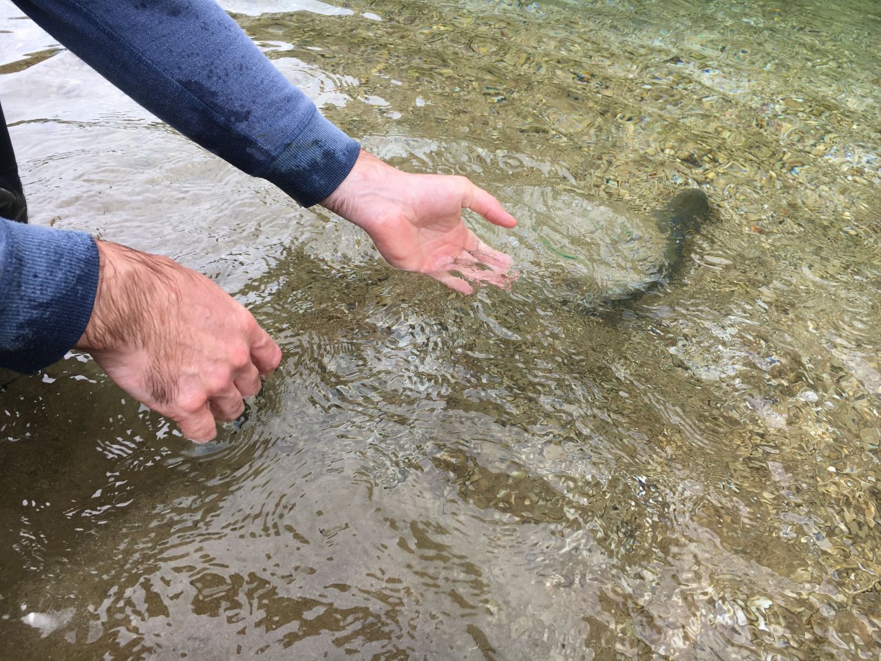 Still Water Fly Fishing in Trentino