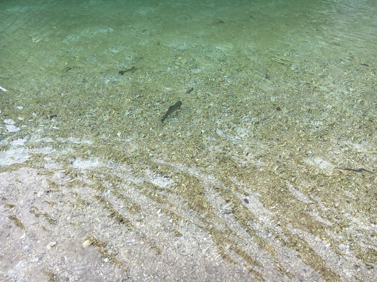 Still Water Fly Fishing in Trentino