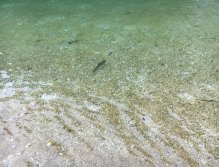 Still Water Fly Fishing in Trentino