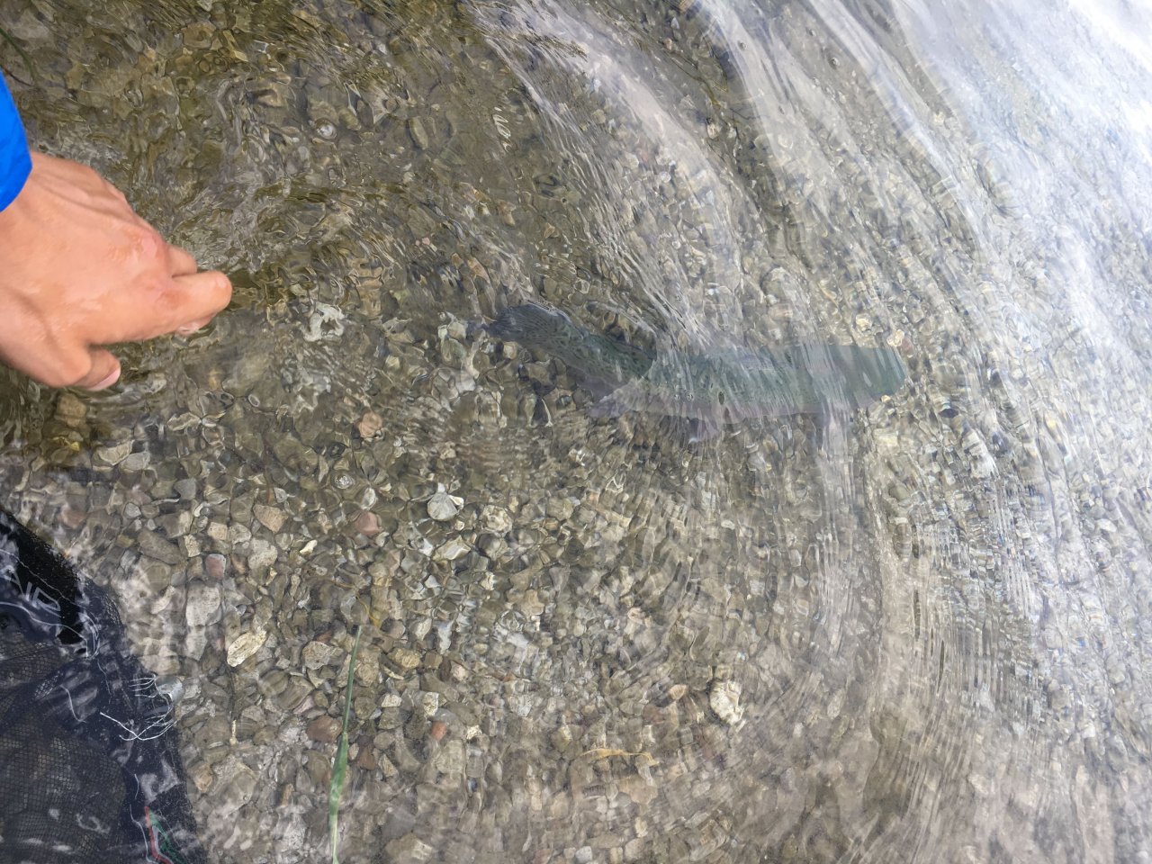 Still Water Fly Fishing in Trentino