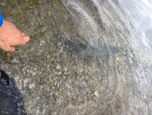 Still Water Fly Fishing in Trentino